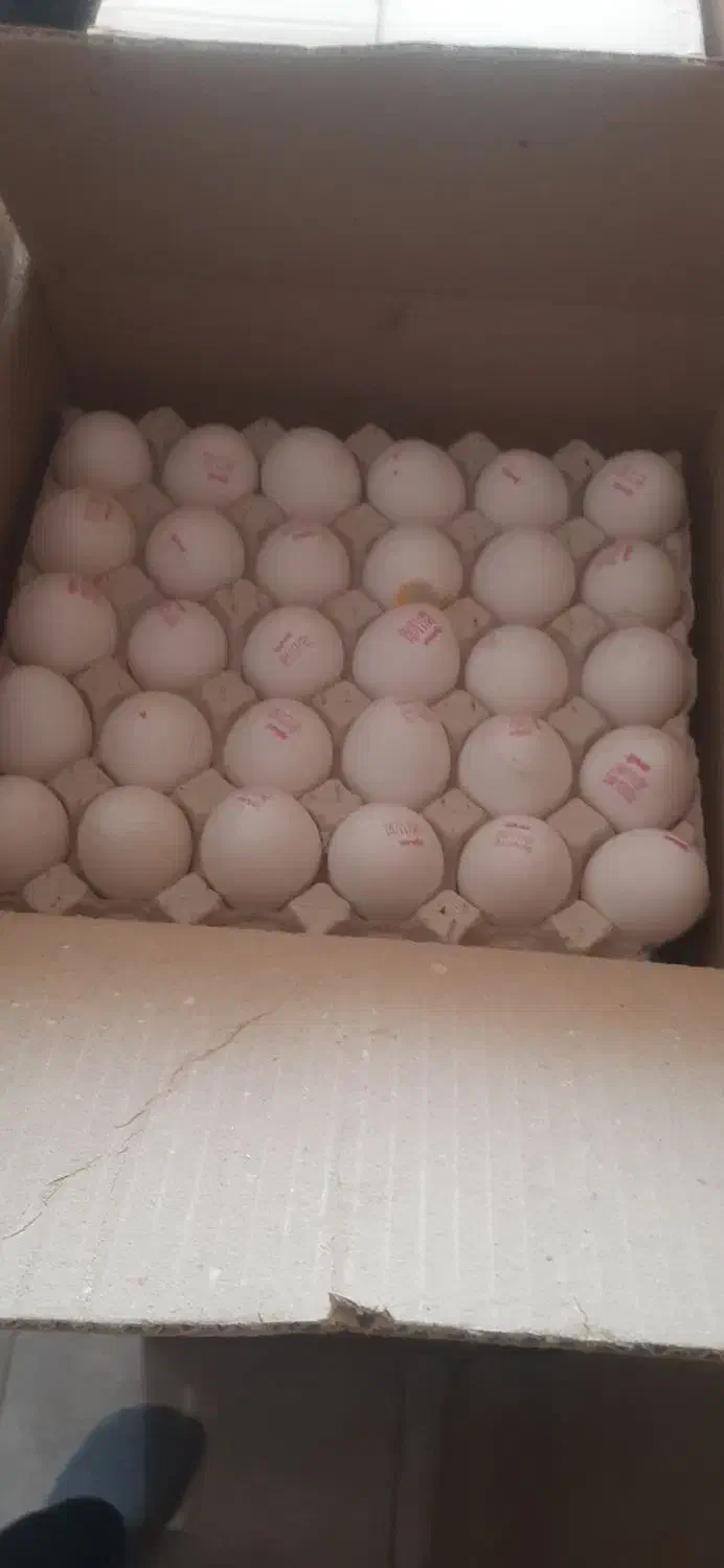 تخم مرغ روز.قنادی کیک|خوردنی و آشامیدنی|کرمانشاه, |دیوار