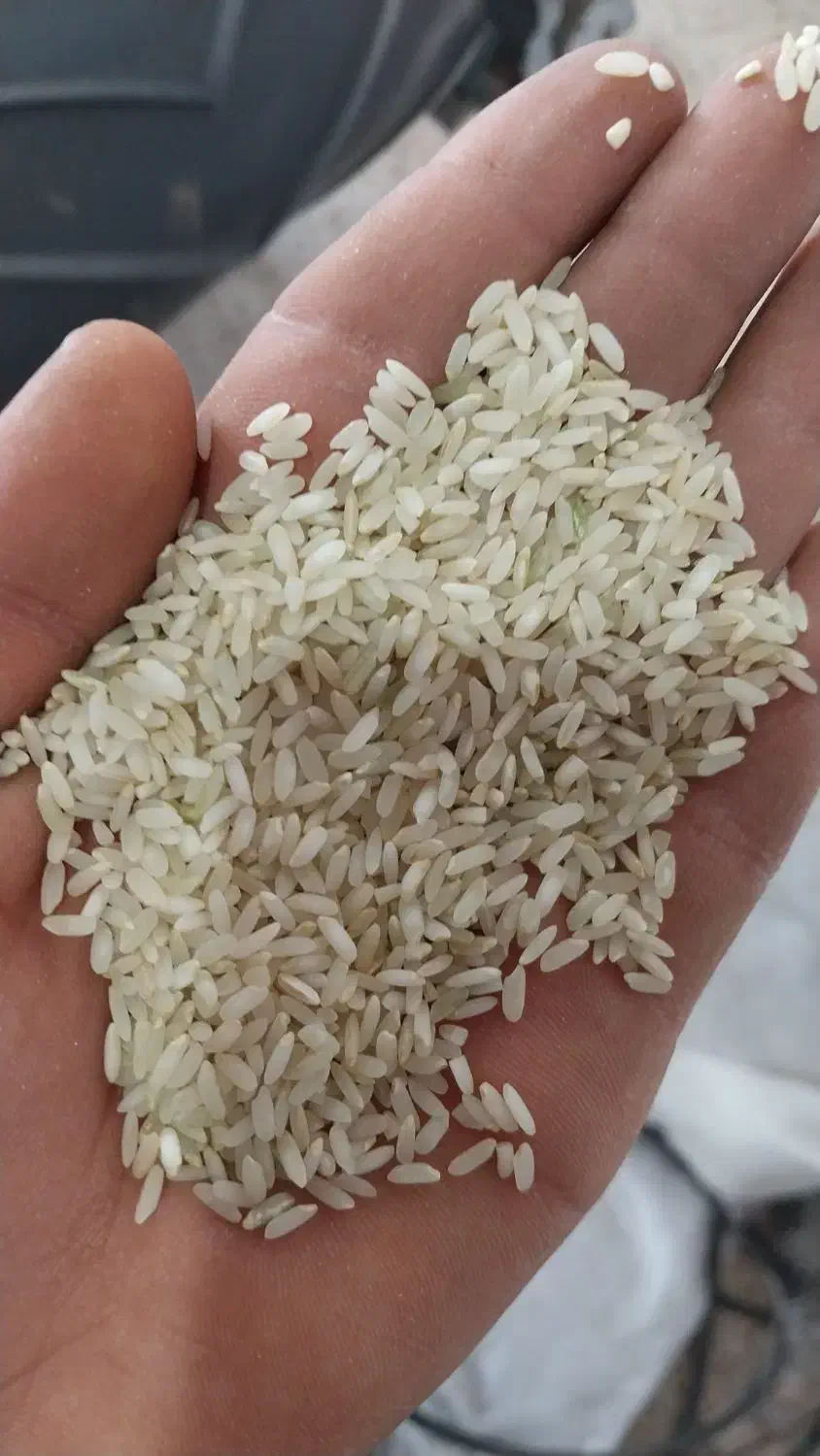 برنج کامفیروز درجه۱ به شرط مرجویی|خوردنی و آشامیدنی|یزد, |دیوار
