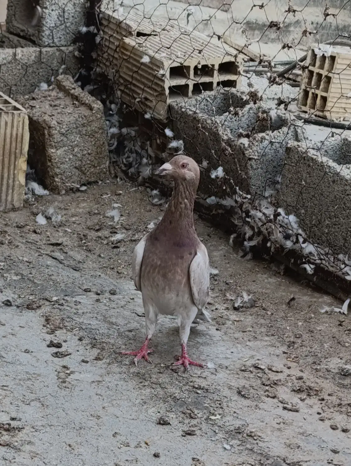 کبوتر|پرنده|برازجان, |دیوار