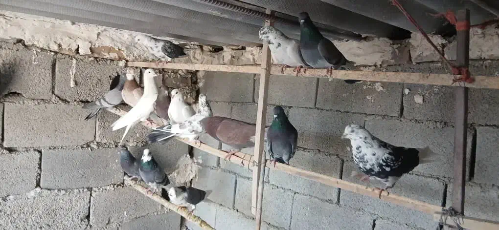 کبوتر پرشی بشرط ضمانت ساعت بالا|پرنده|ماهدشت, |دیوار