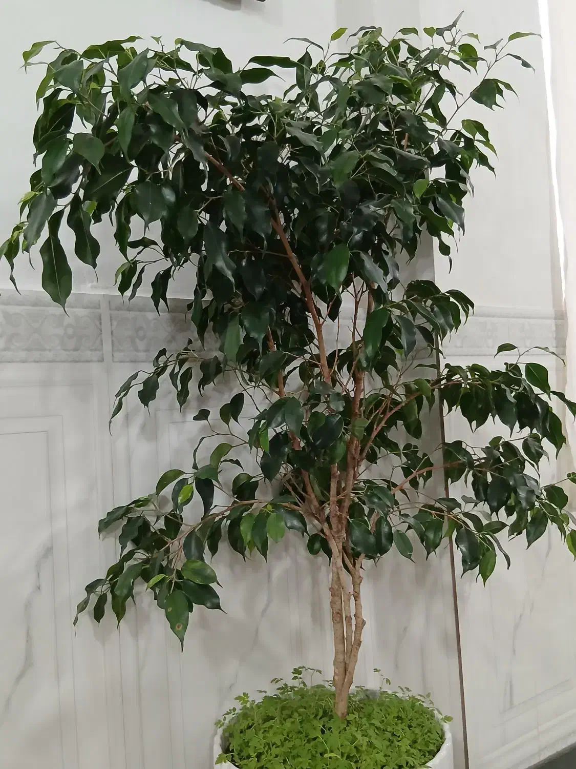 گل بنجامی|گل و گیاه طبیعی|صحنه, |دیوار