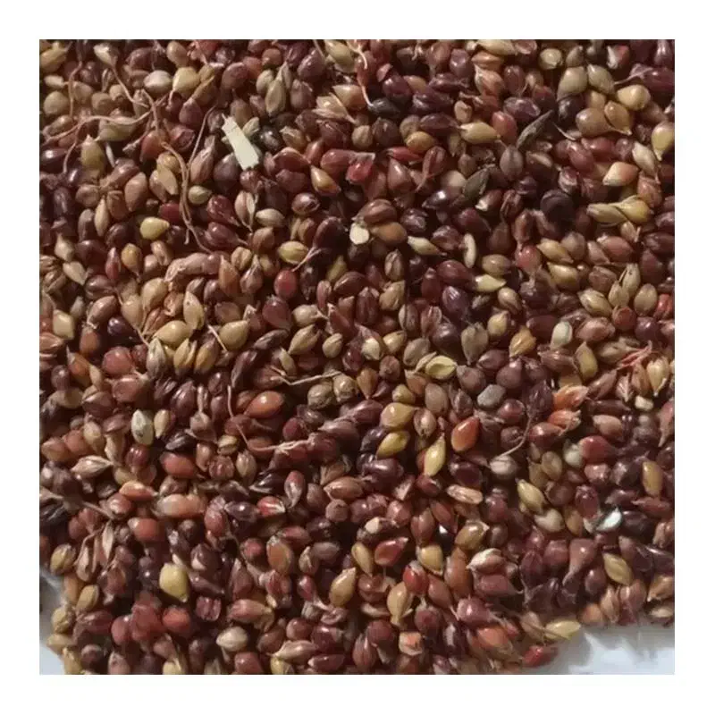 تخم جارو|گل و گیاه طبیعی|خان ببین, |دیوار