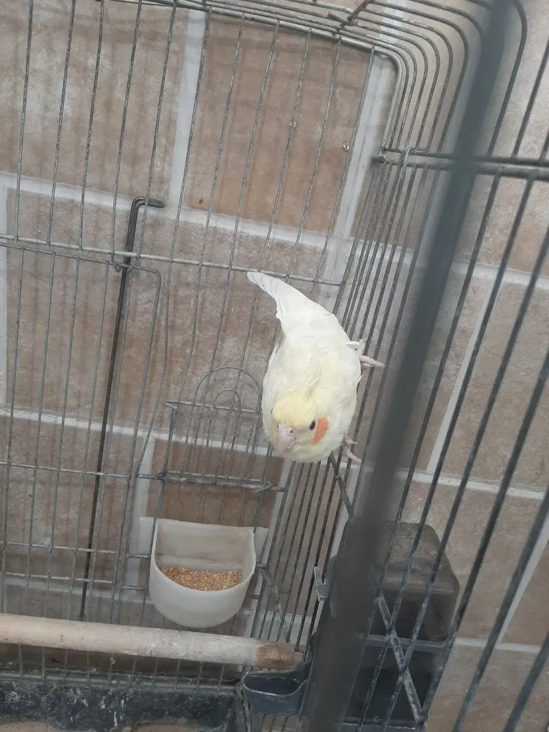 عروس هلندی ماده مست|پرنده|قرچک, شهرک طلائیه|دیوار