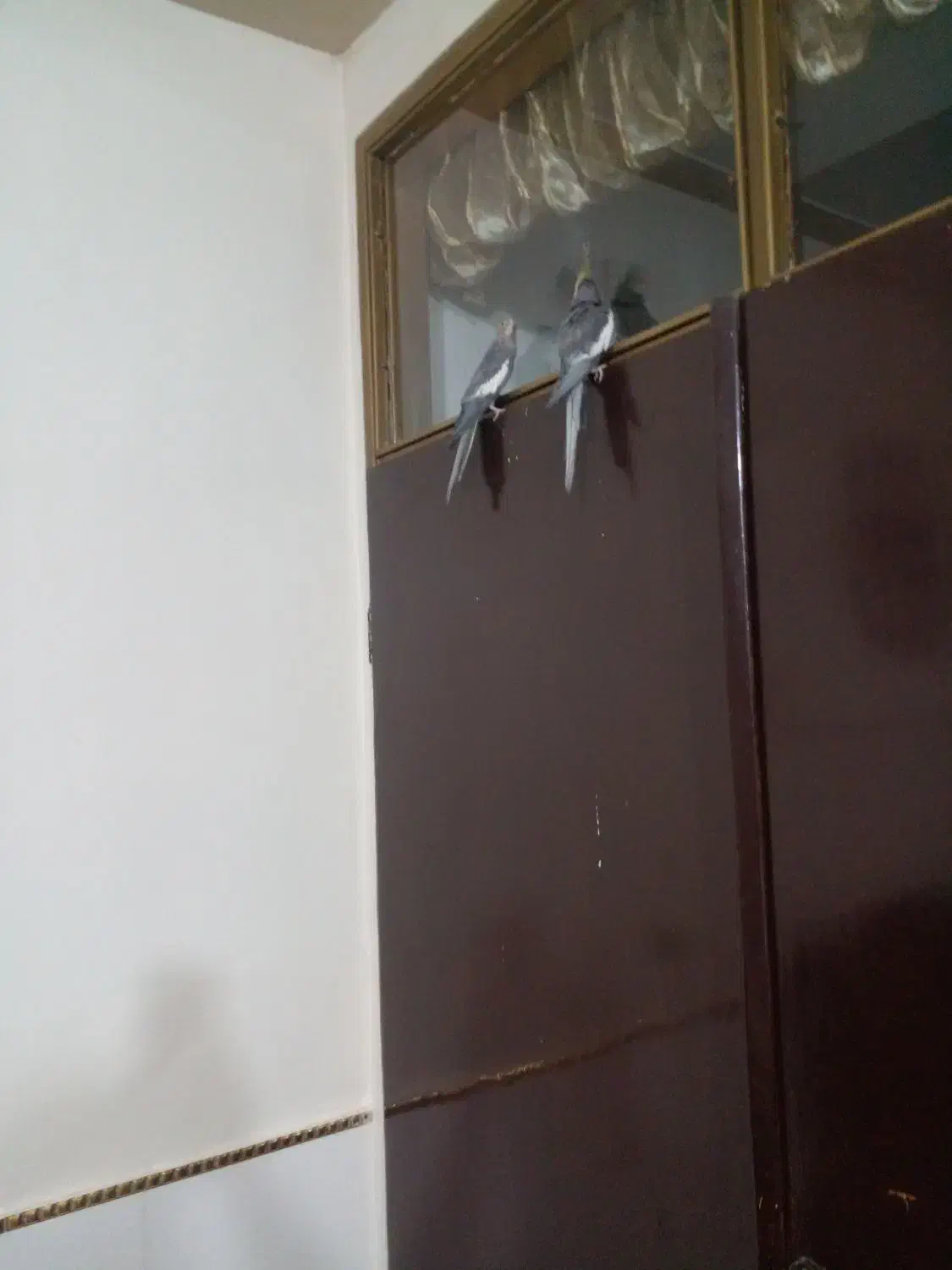 عروس‌هلندی|پرنده|سنقر, |دیوار