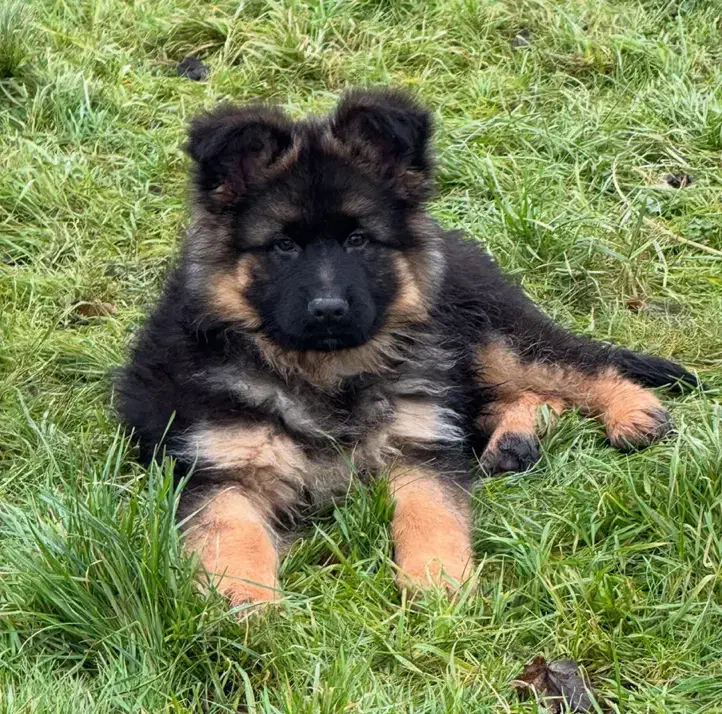 واگذاری توله ژرمن شولاین کینگ سایز ۳ ماهه|سگ|تهران, جوانمردان (اندیشه)|دیوار