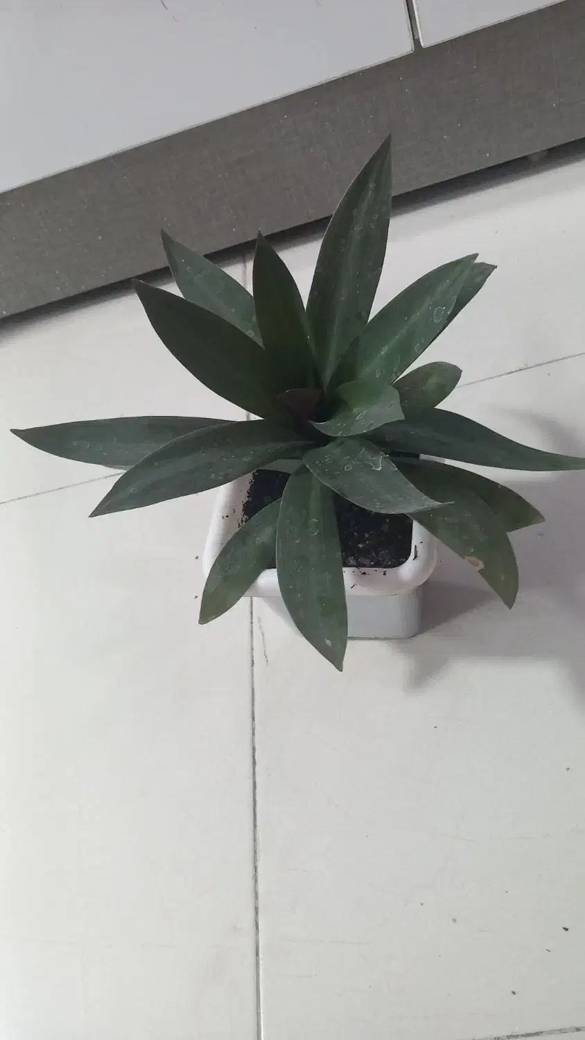 گلهای طبیعی|گل و گیاه طبیعی|سمنان, |دیوار