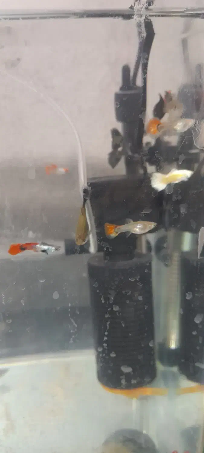 ماهی فروشی|ماهی|میناب, |دیوار