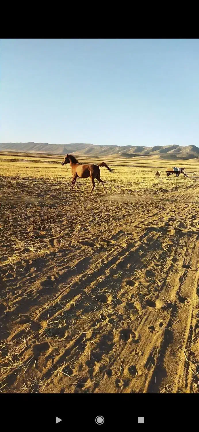 اسب ( مادیان)|اسب و تجهیزات اسبسواری|گیلان غرب, |دیوار