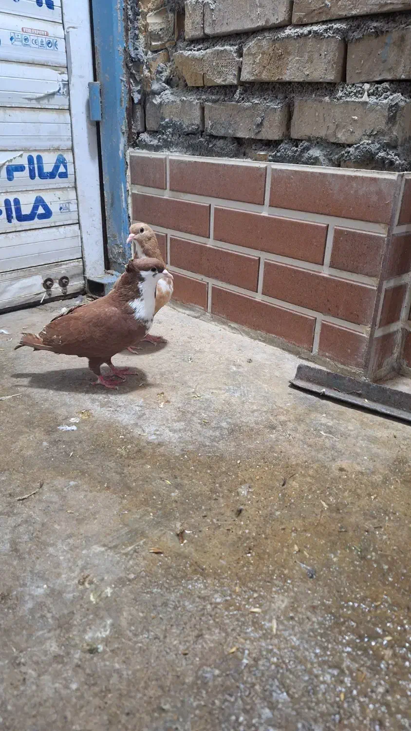 کبوتر ریش|پرنده|علی‌آباد کتول, |دیوار