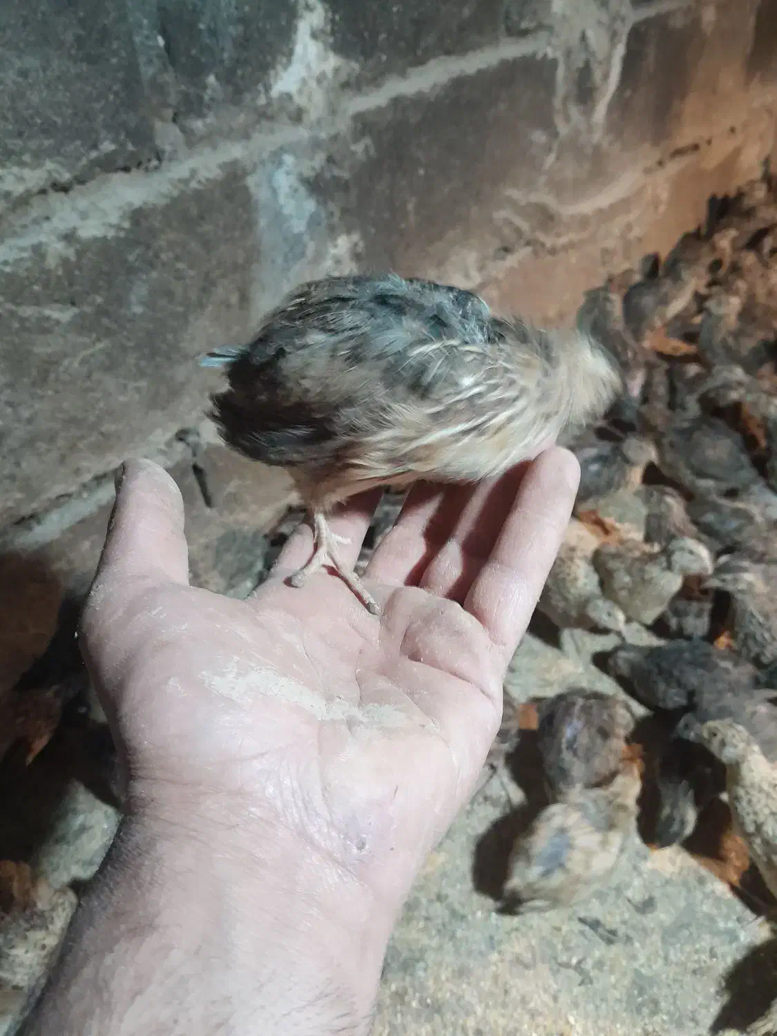 بلدرچین|موش و خرگوش|نیشابور, میدون بار|دیوار