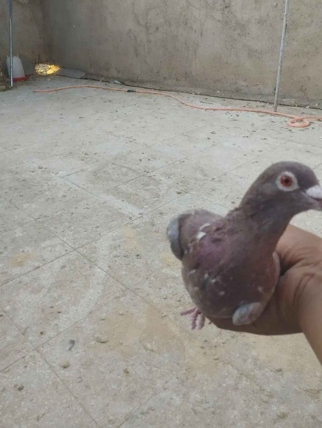 کبوتر|پرنده|سبزوار, قلعه‌نو دهزار|دیوار