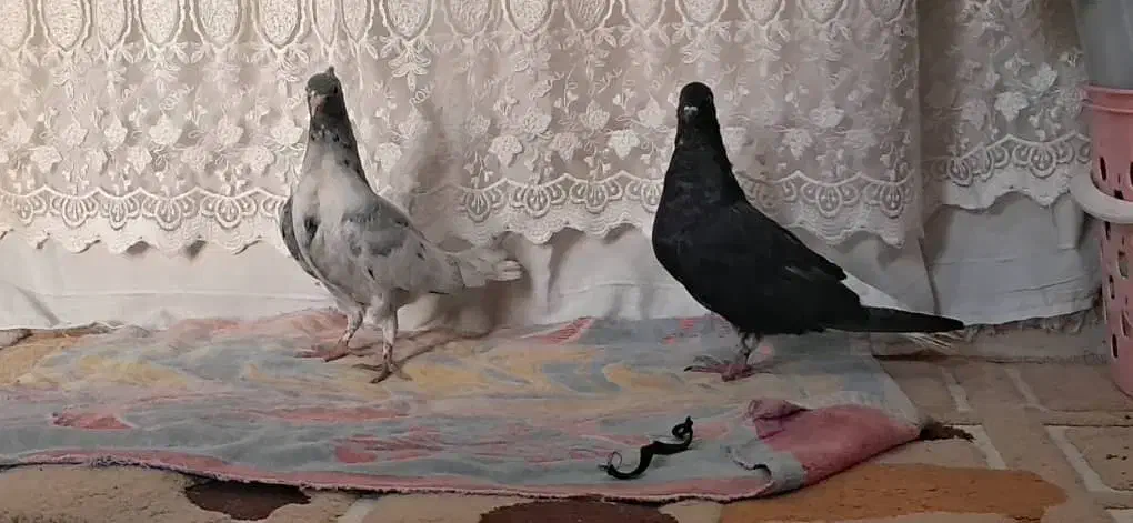 کبوتر رنگی|پرنده|حمیدیه, |دیوار