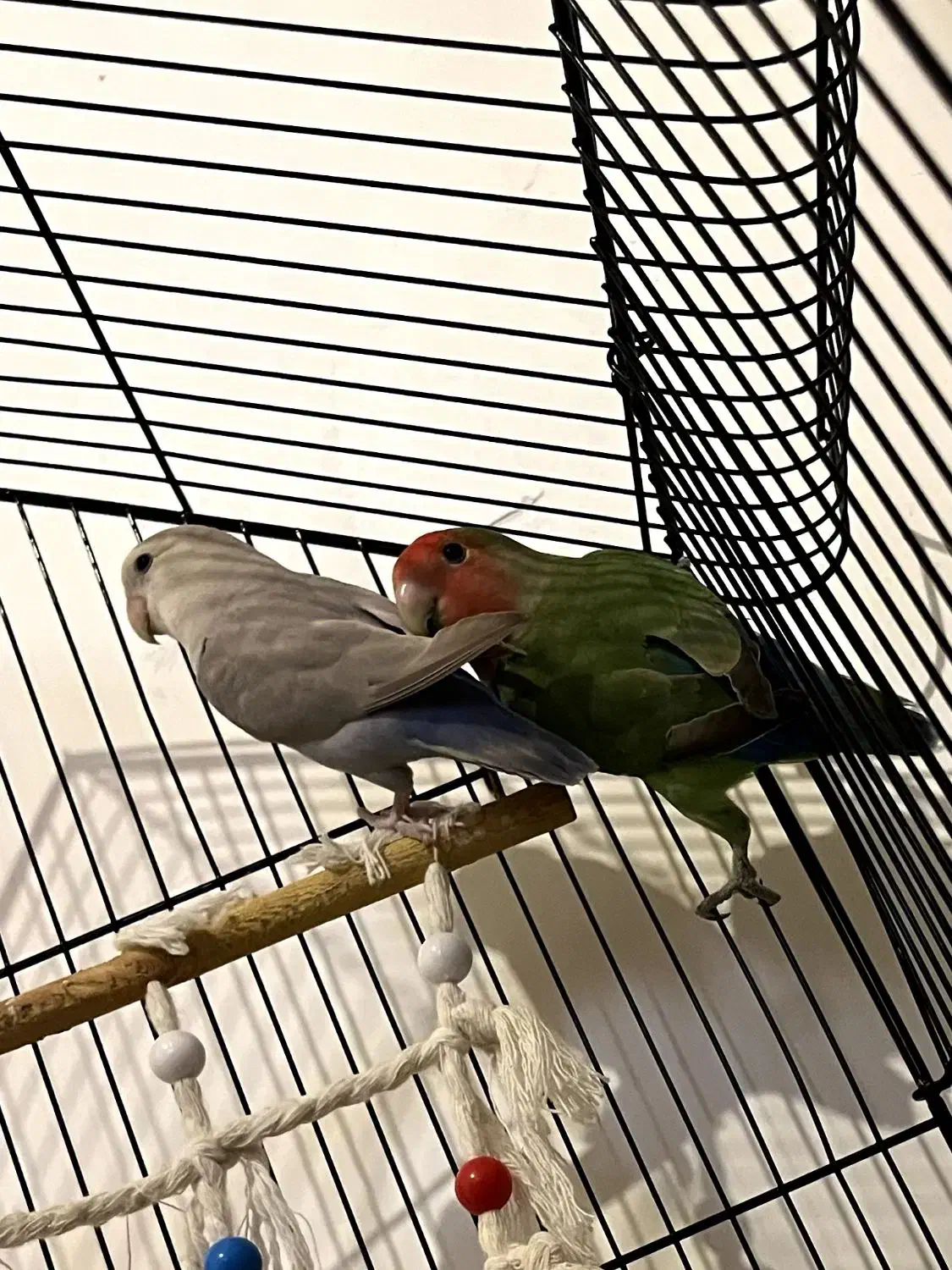 طوطی|پرنده|ارومیه, |دیوار