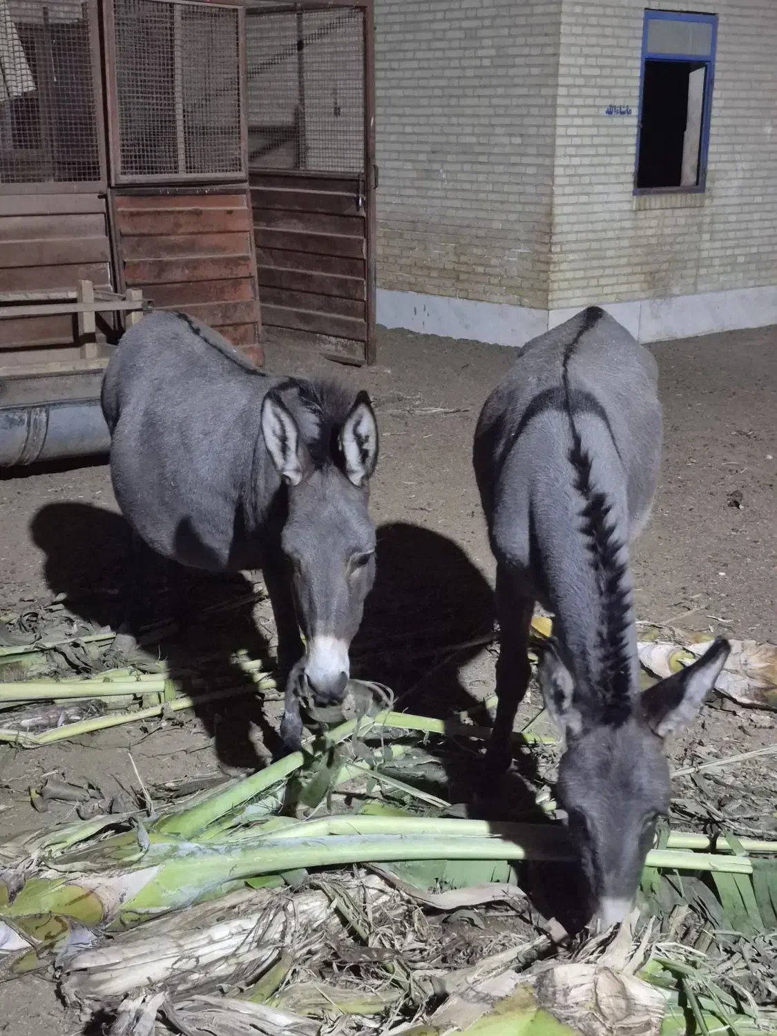 فروش الاغ و کره خر ماده|حیوانات مزرعه|اشکذر, |دیوار