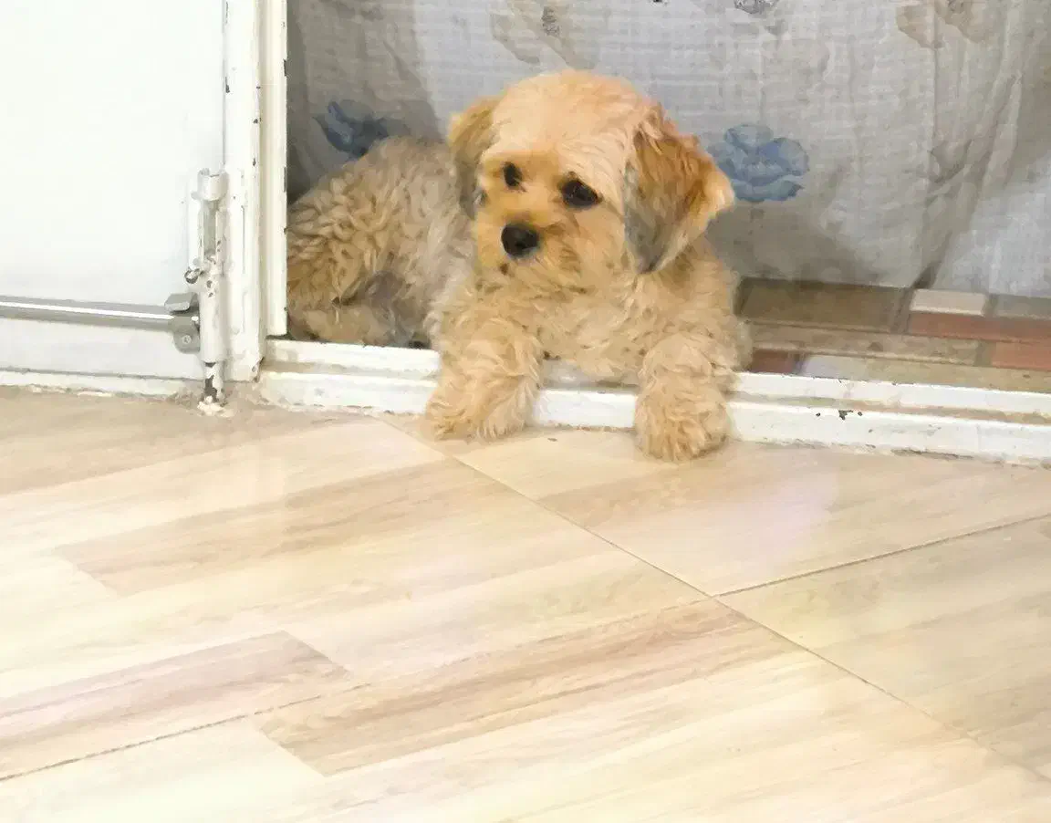 سگ پشمالو شیتزو|سگ|نیشابور, رحمت آباد|دیوار