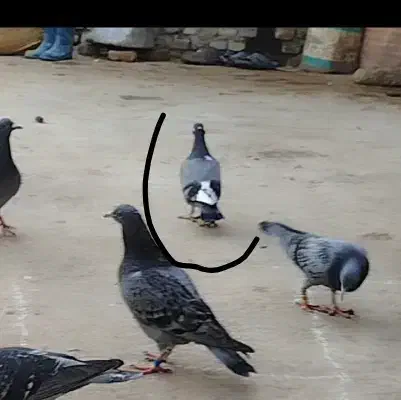 کبوتر گمشده|حیوانات|سرخنکلاته, |دیوار