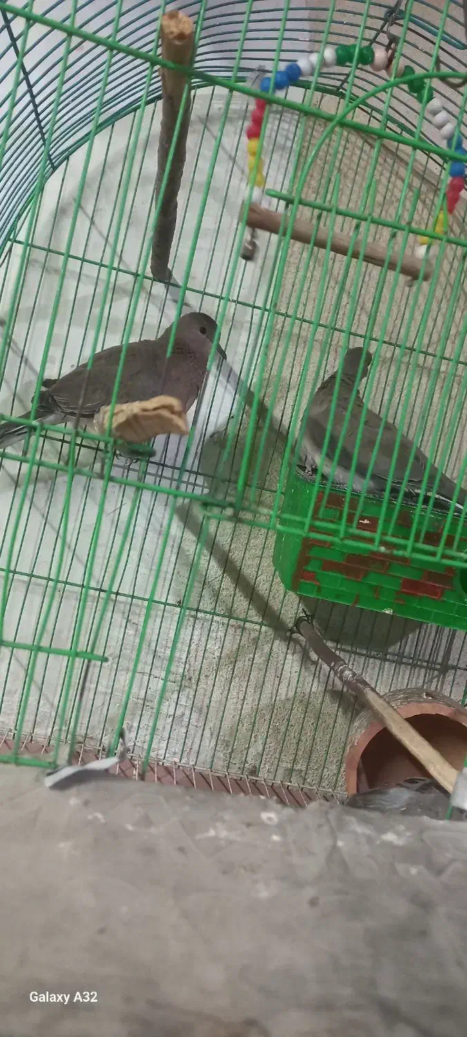 کبوتر خانگی|پرنده|زهک, |دیوار