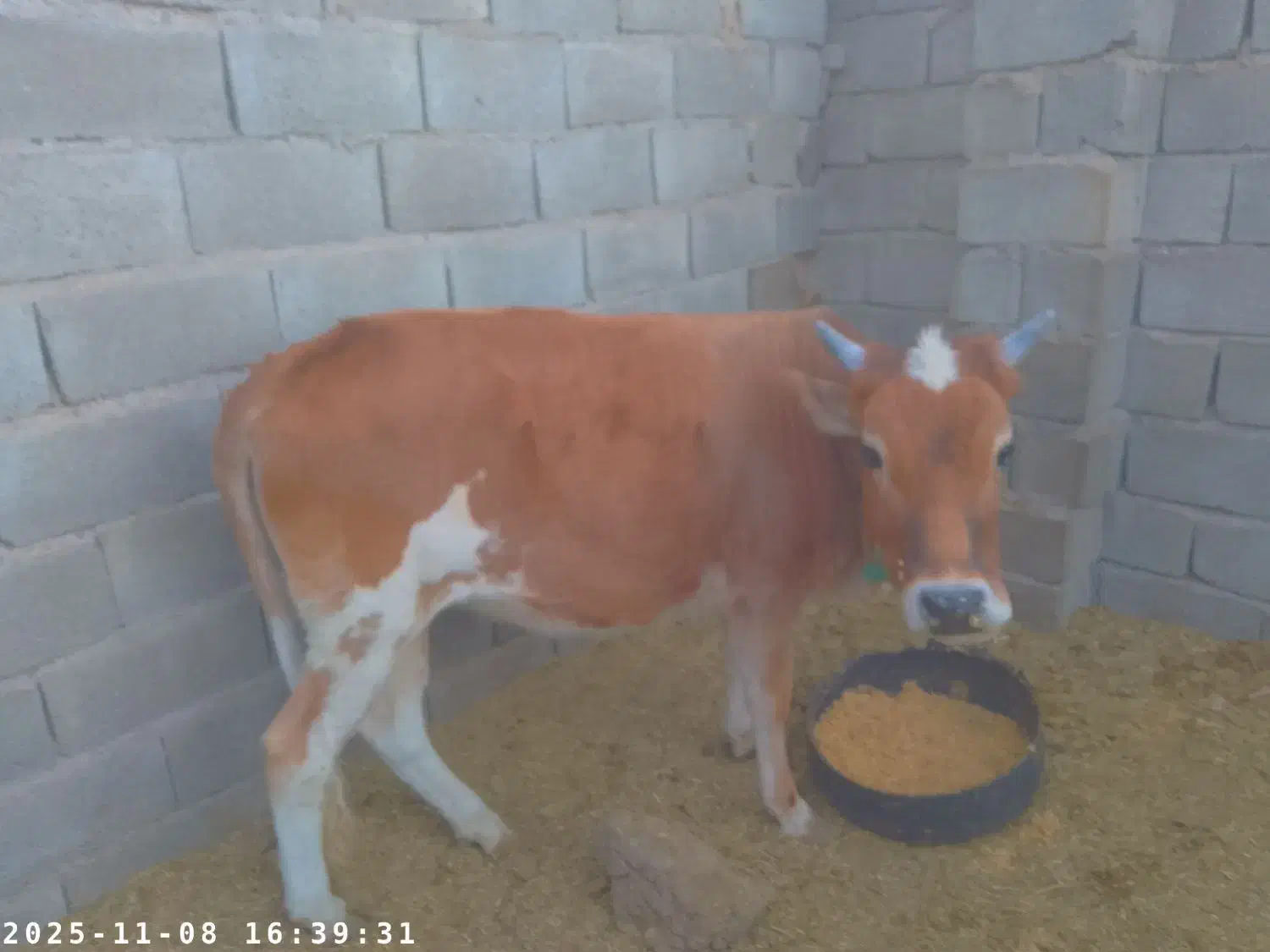 مهرستان|حیوانات مزرعه|پسکوه, |دیوار