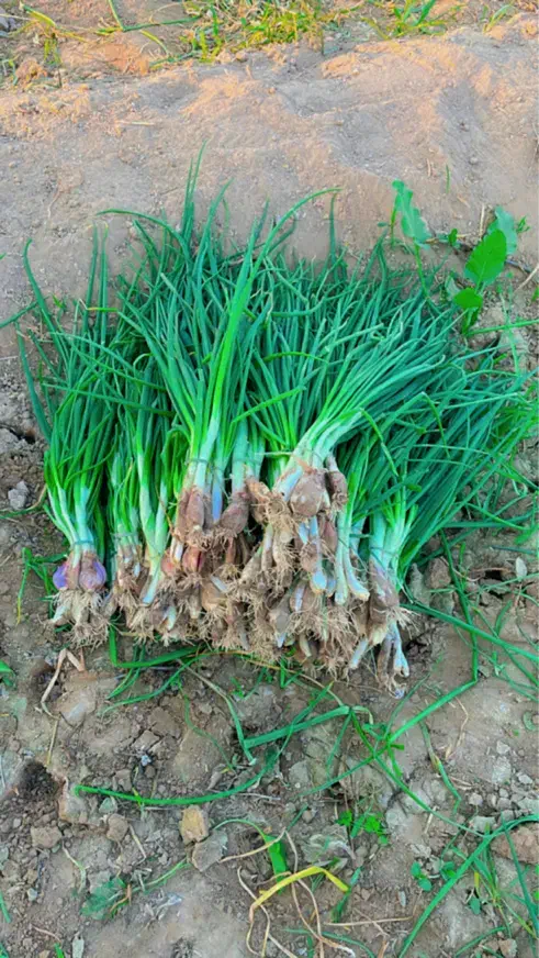 تر پیاز|گل و گیاه طبیعی|آبپخش, |دیوار