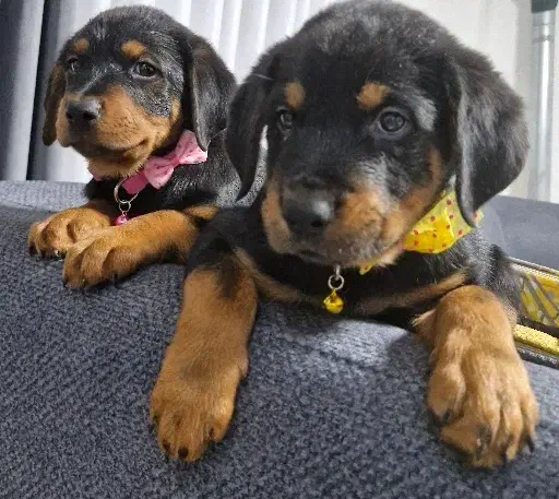 روتوایلر ماده|سگ|رشت, منظریه|دیوار