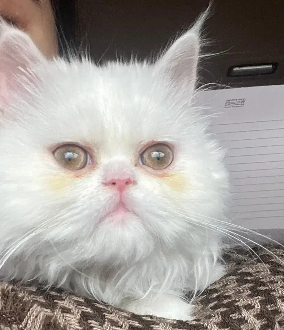 گربه پرشین دال فیس|گربه|بندرعباس, |دیوار