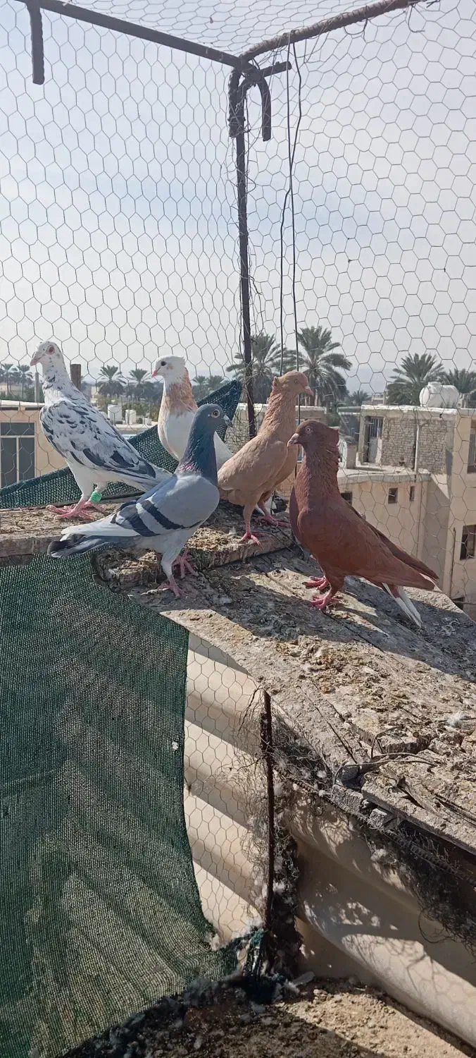 کبوتر|پرنده|جهرم, |دیوار