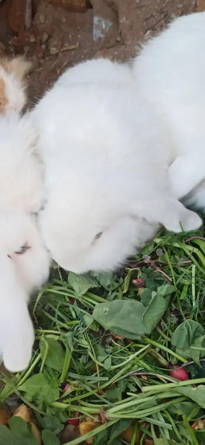 خرگوش سفید لوپ چشم آبی|موش و خرگوش|خواف, |دیوار