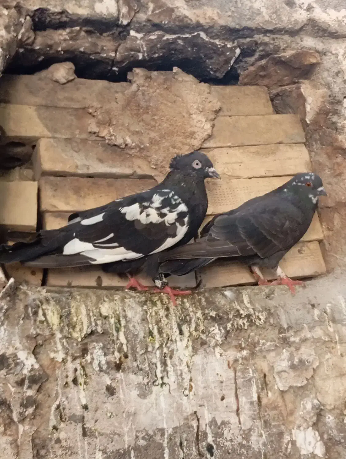 دو عدد کبوتر|پرنده|میناب, |دیوار