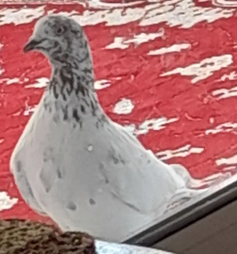 کبوتر گمشده|حیوانات|رشت, کوی حسینی|دیوار