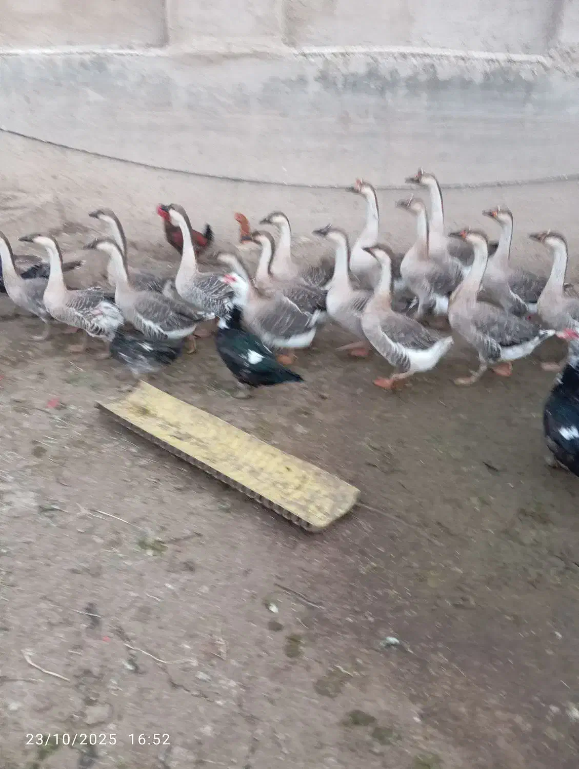 قوغاز اصل|حیوانات مزرعه|زابل, |دیوار