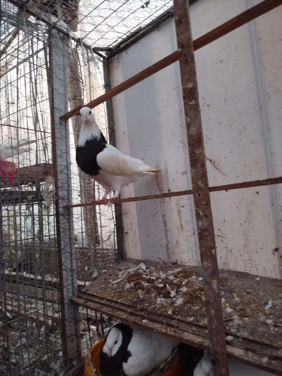 طوقی مشکی نر|پرنده|خرم‌آباد (تنکابن), |دیوار