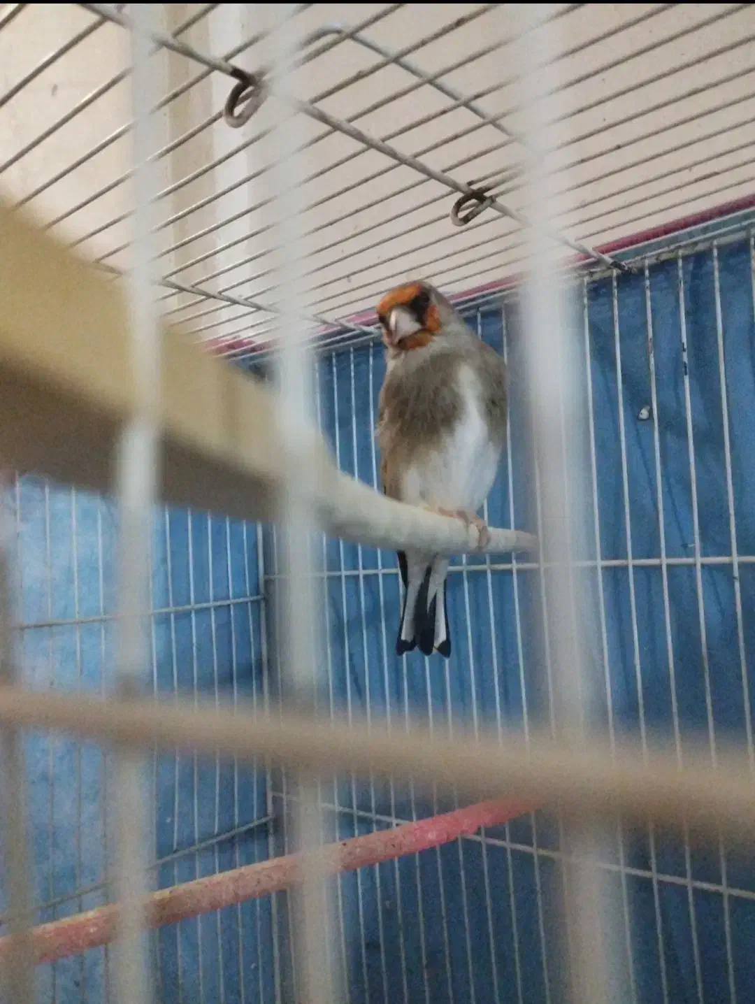 سهره نر بالغ|پرنده|تربت جام, باغ سنگان سفلی|دیوار