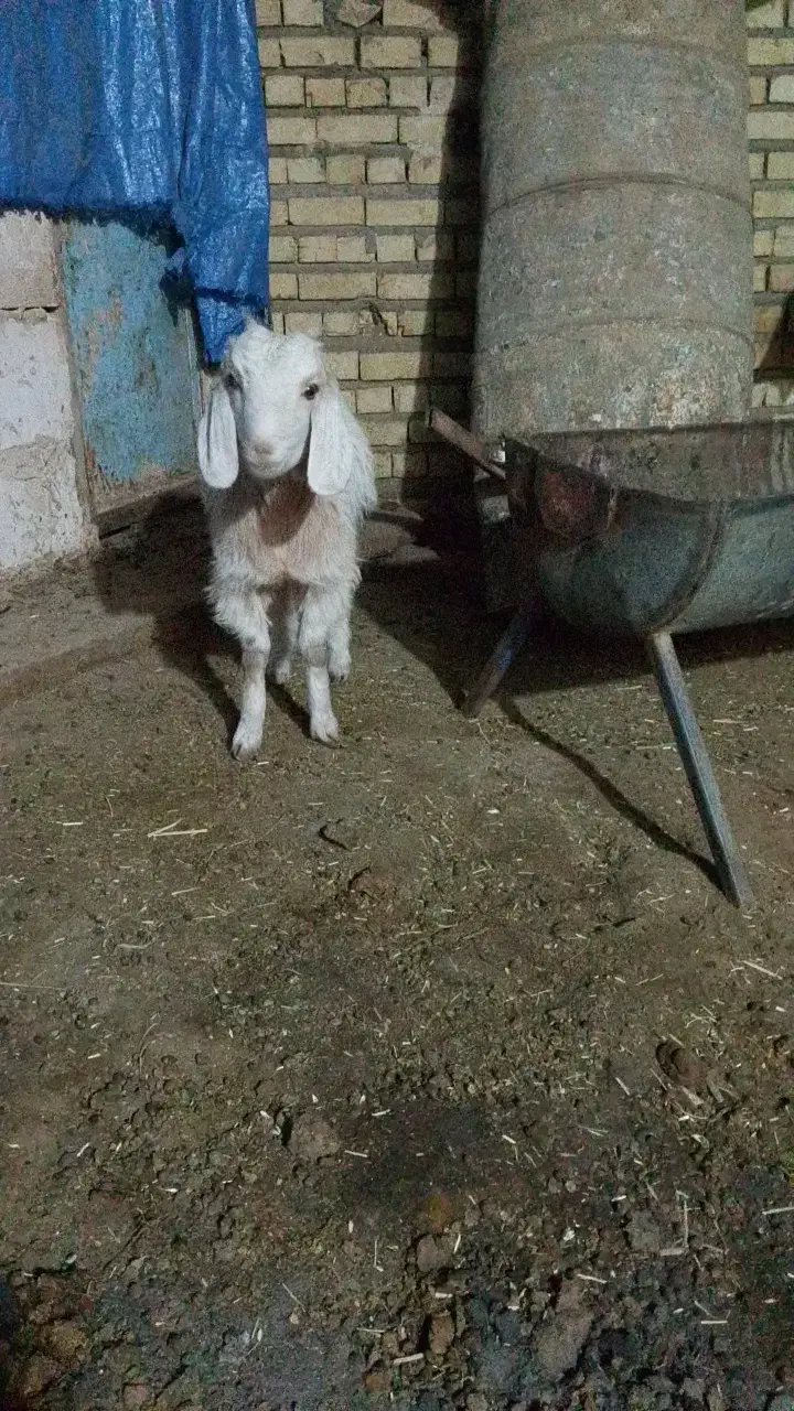 یه بز جوان ابستن و دو بزغاله|حیوانات مزرعه|تربت جام, شهرک آزادگان|دیوار