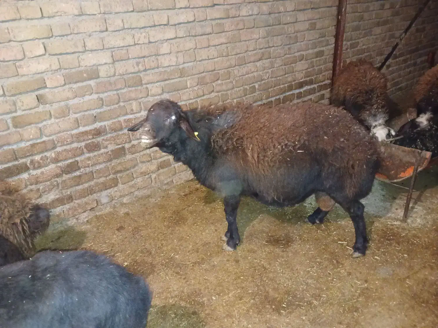 میش و بره. میش. بز .گوساله|حیوانات مزرعه|زاغه, |دیوار