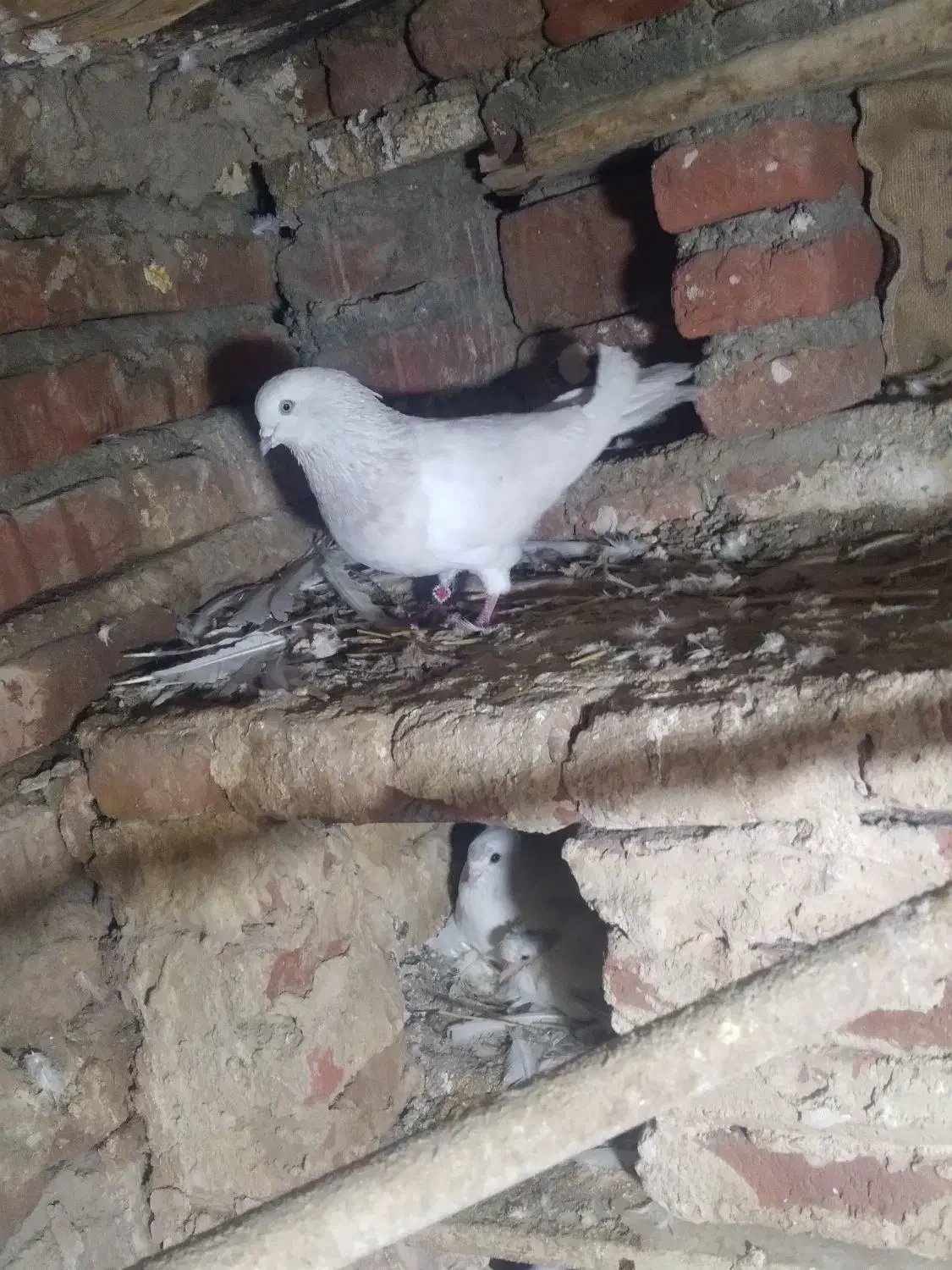 کبوتر|پرنده|خسروشاه, |دیوار