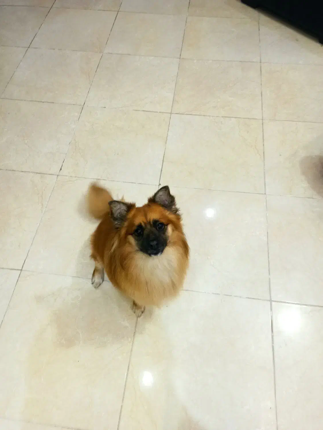 گمشده|سگ|لاهیجان, شیشه گران|دیوار