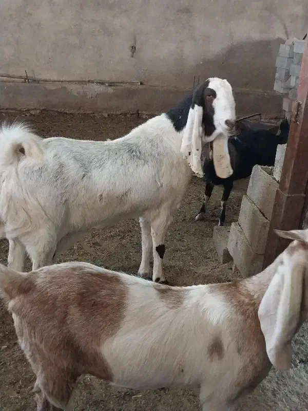 بزگلابی و سانن اصل|حیوانات مزرعه|قائن, |دیوار