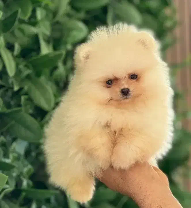 پامر خرسی هپی فیس|سگ|شیراز, دینکان|دیوار