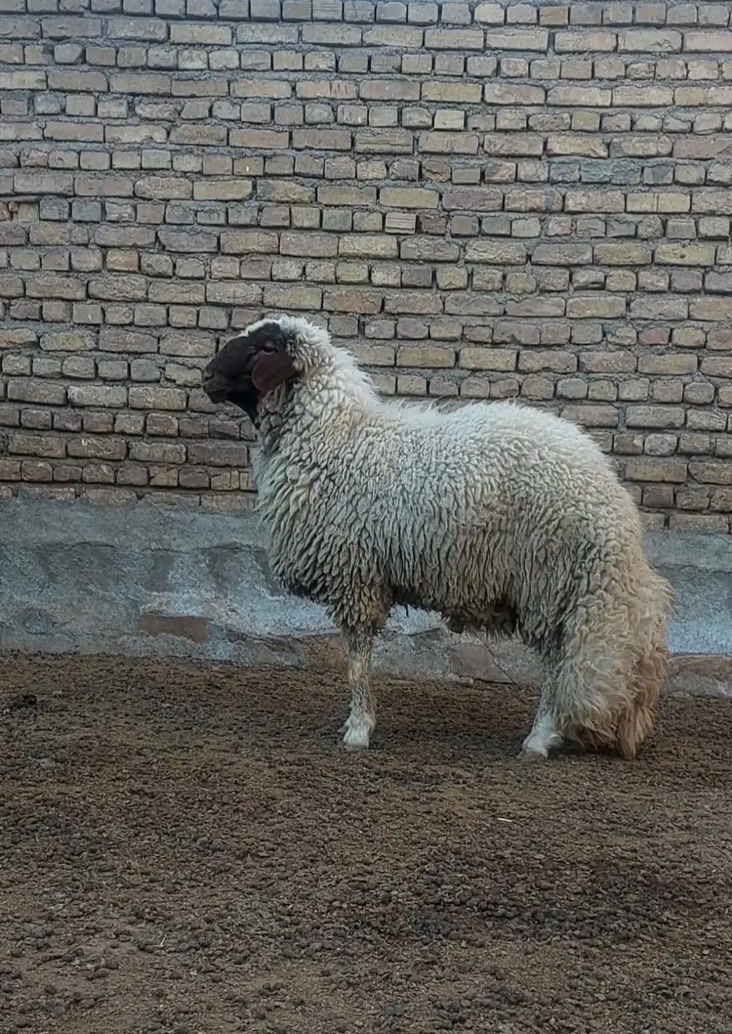 بره قوچ سنجابی|حیوانات مزرعه|کرمانشاه, |دیوار