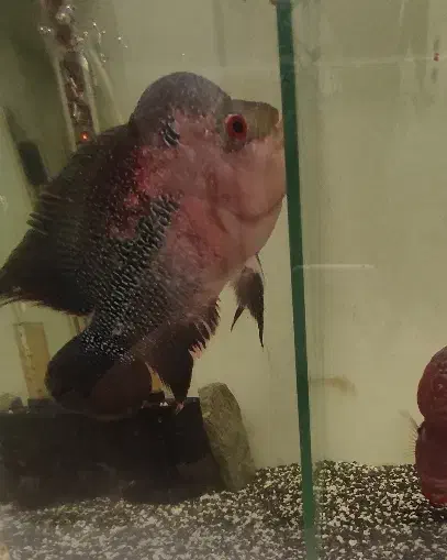 فلاور ماده بزرگ کار داده|ماهی|کرمان, |دیوار