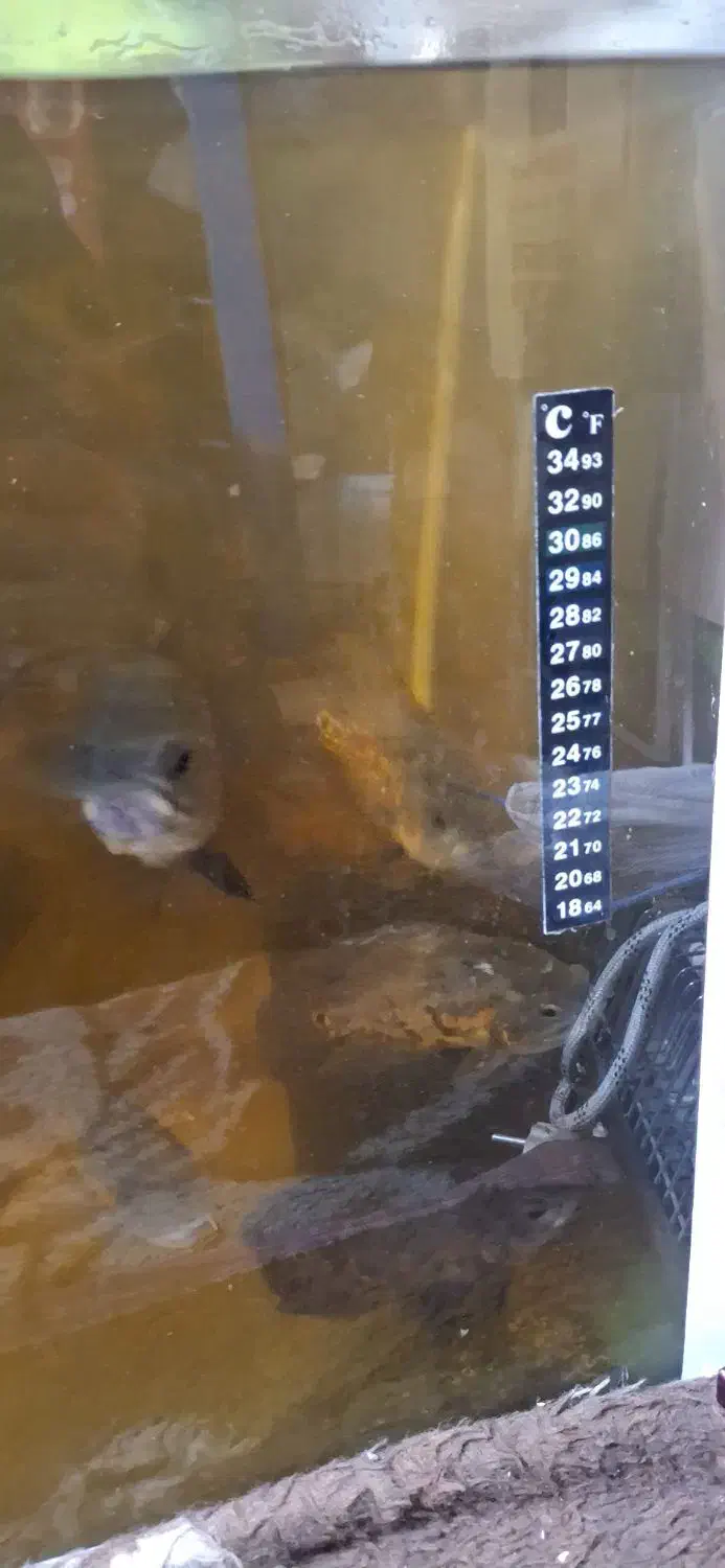 ماهی اسکار|ماهی|مرند, |دیوار