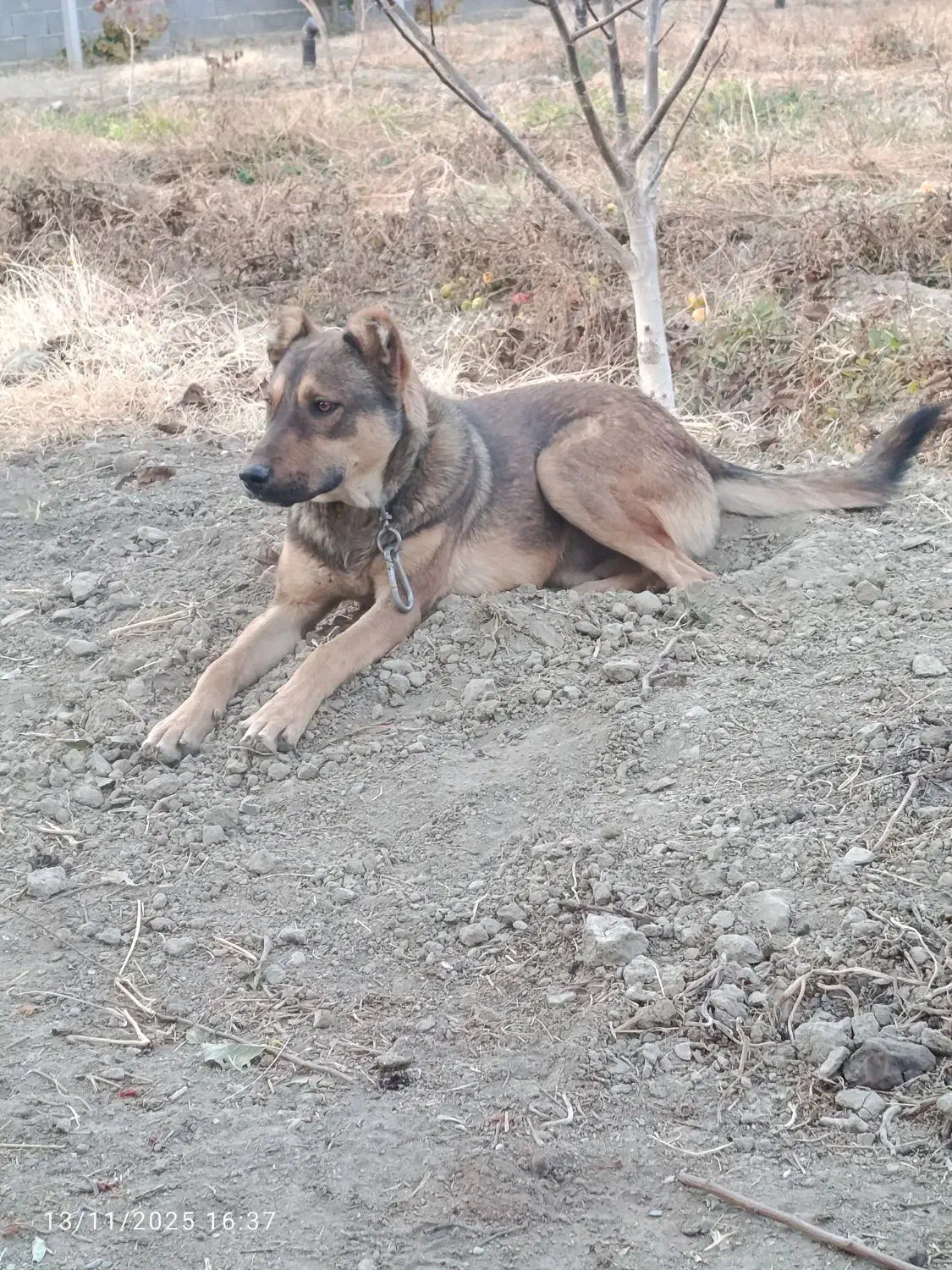 سگ باهوش|سگ|نوشین شهر, |دیوار