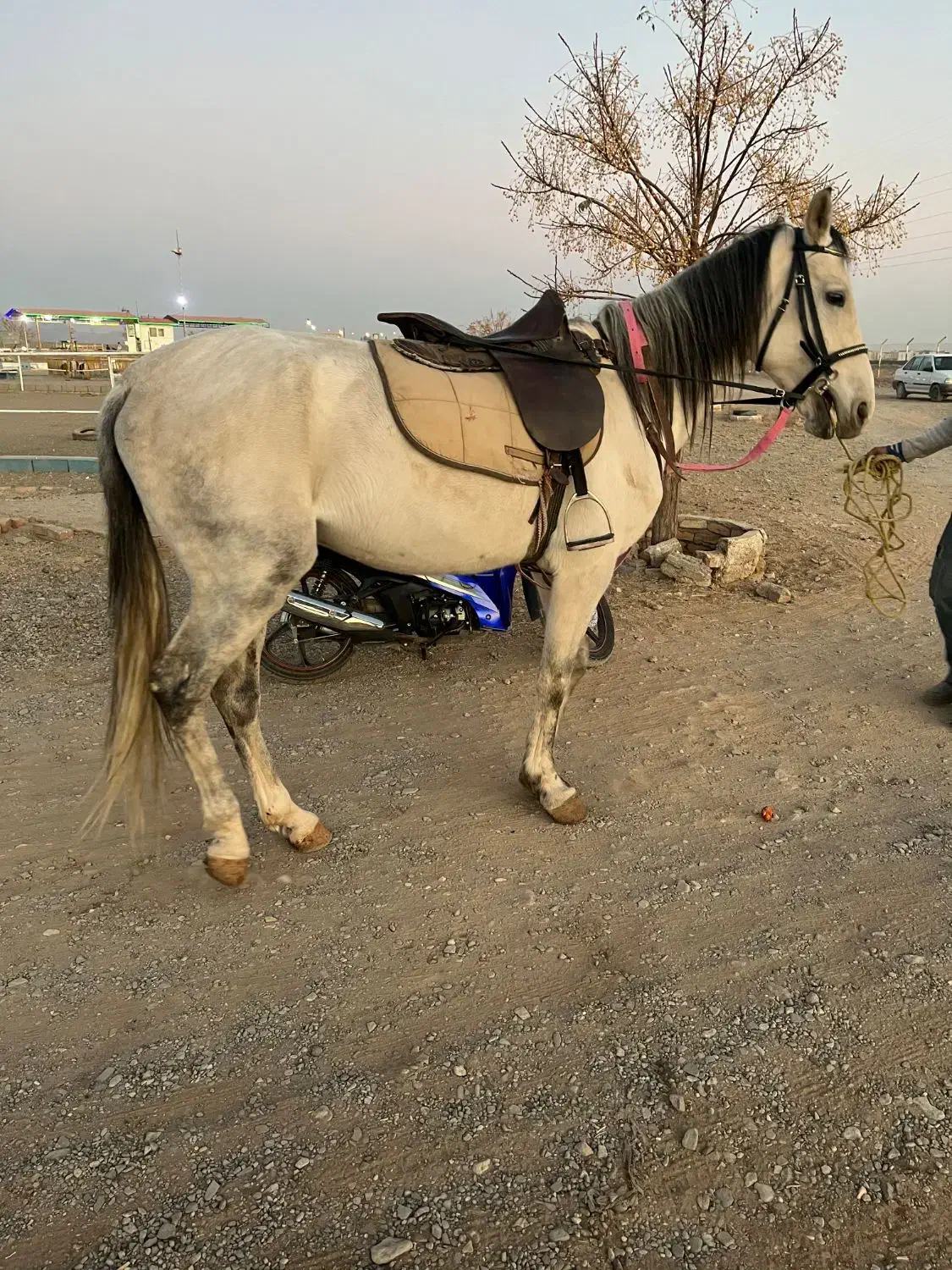 اسب ترکمن نریان|اسب و تجهیزات اسب‌سواری|مشهد, رده|دیوار