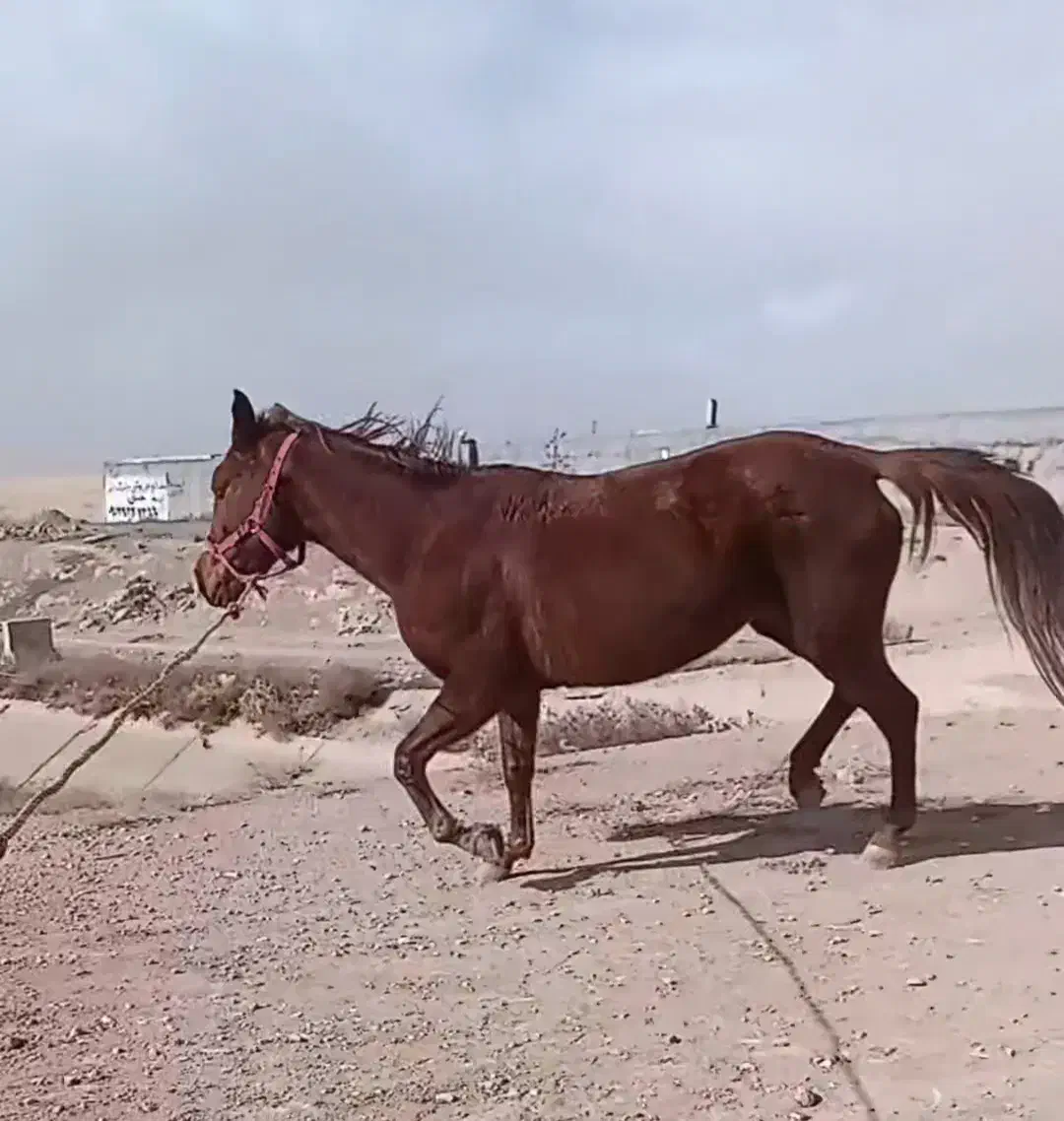 اسب مادیون عرب ایرانی|اسب و تجهیزات اسب‌سواری|شاهدشهر, |دیوار