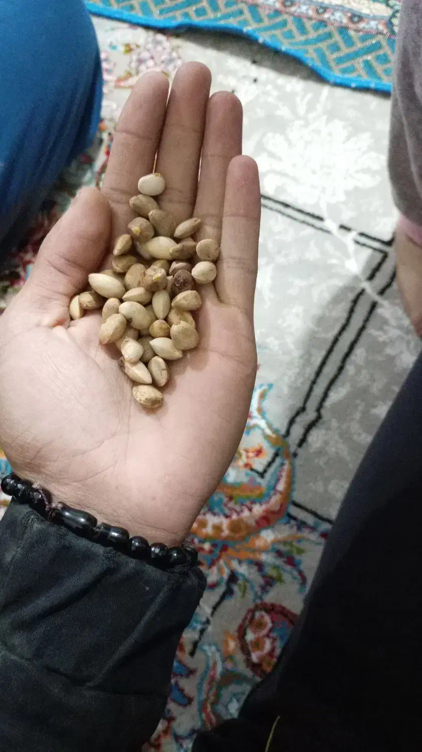 پسته|خوردنی و آشامیدنی|مشهد, چهنو|دیوار