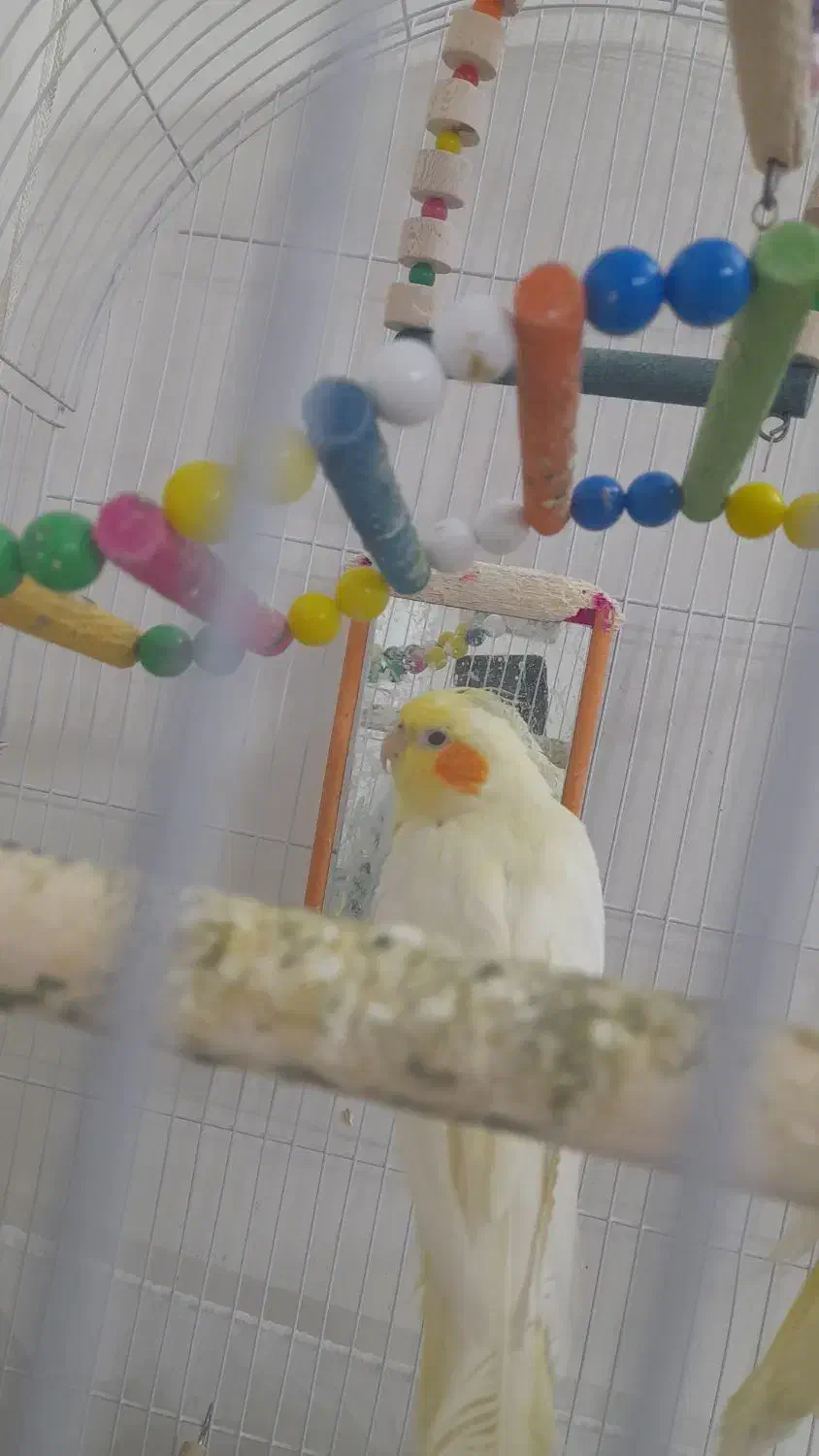 عروس هلندی بالغ وبازی گوش|پرنده|مشهد, شهرک شیرین|دیوار