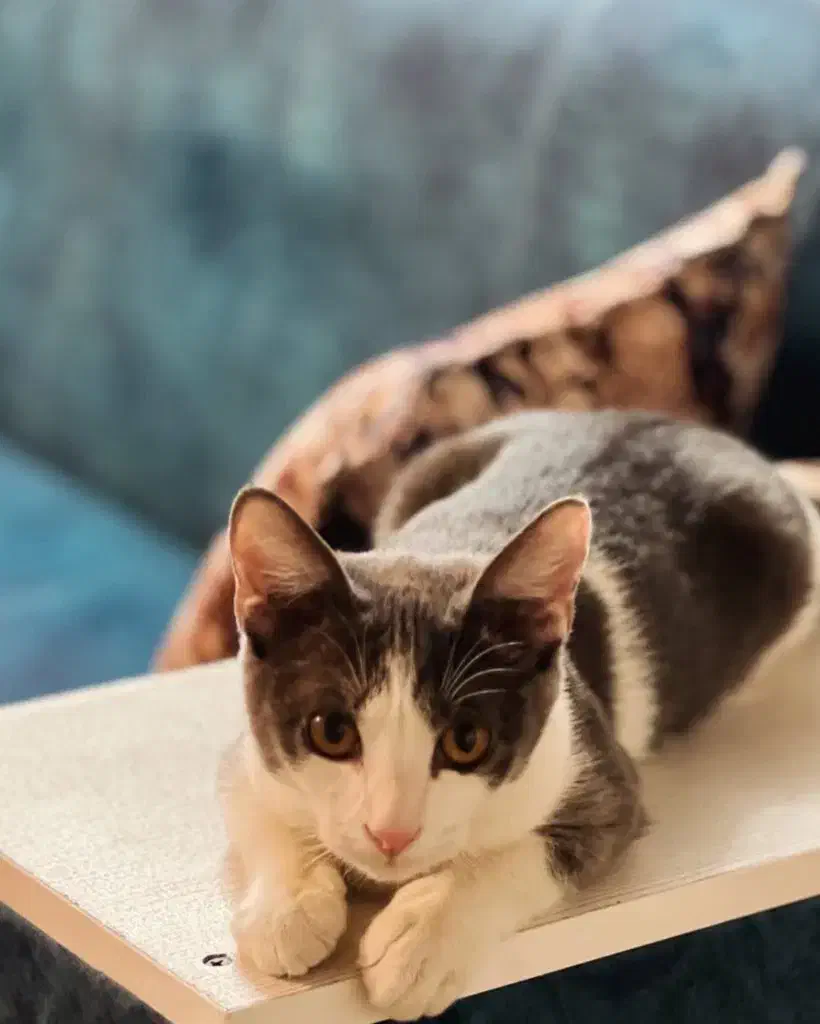 واگذاری گربه سه ماهه|گربه|قم, بنیاد|دیوار