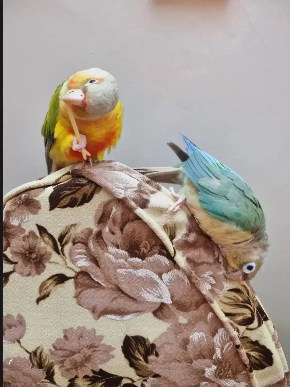 گرینچیک|پرنده|تهران, حصار بوعلی|دیوار