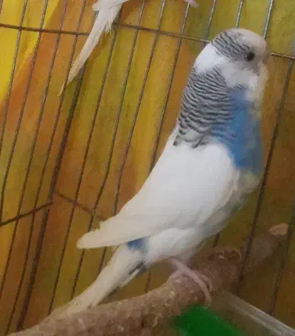 مرغ عشق جفت|پرنده|سبزوار, هفت تیر|دیوار