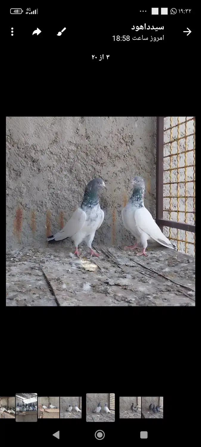 کفتر پاکستانی تیدی|پرنده|کهنوج, |دیوار